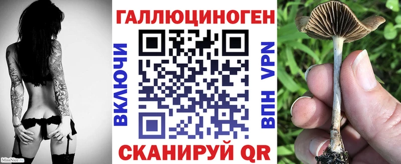 Галлюциногенные грибы Psilocybe  Купить закладки  Салехард 